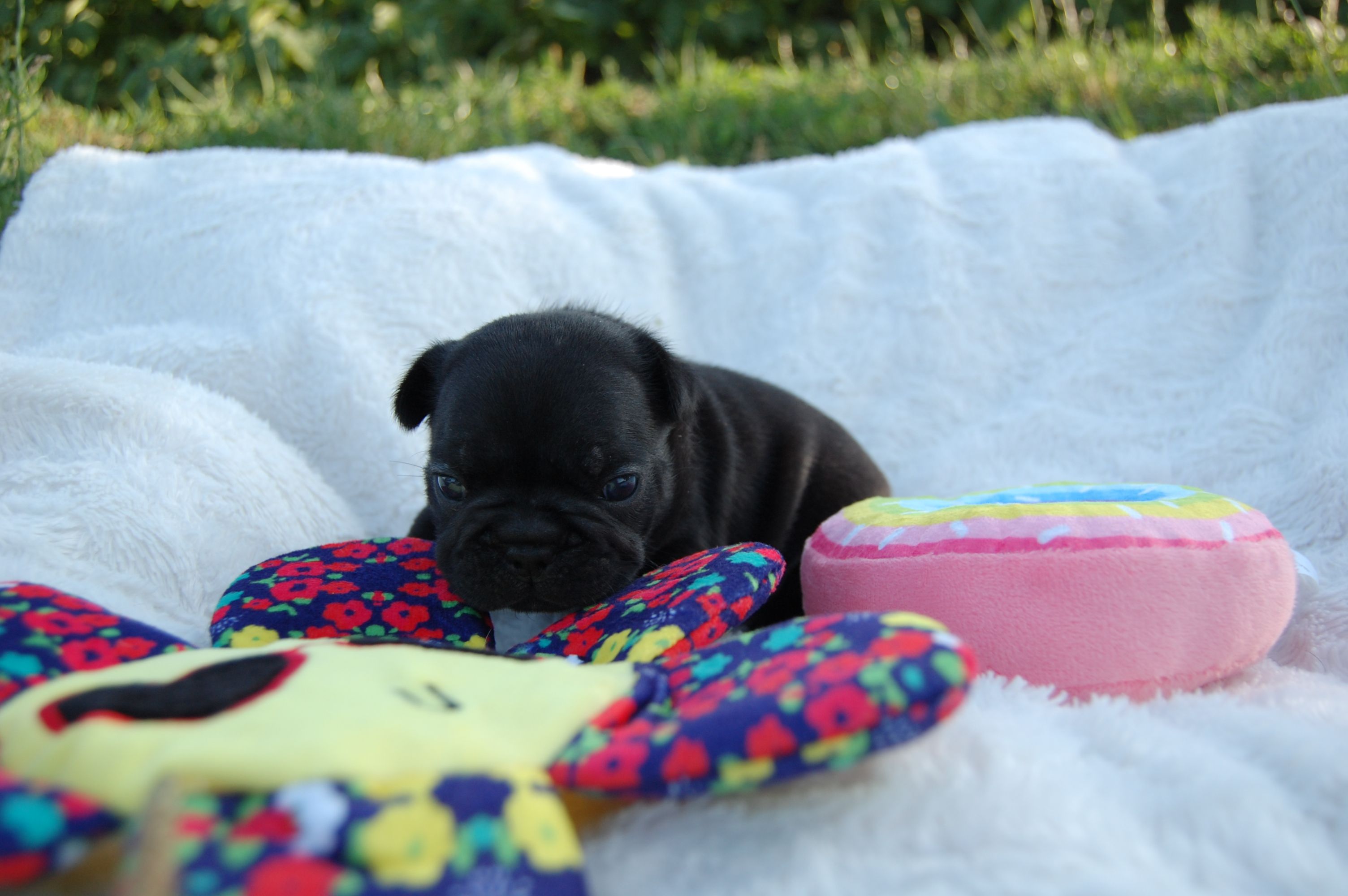  <svg class='orange'></svg> <b>Ma Cherry Melody</b> <svg class='orange'></svg>